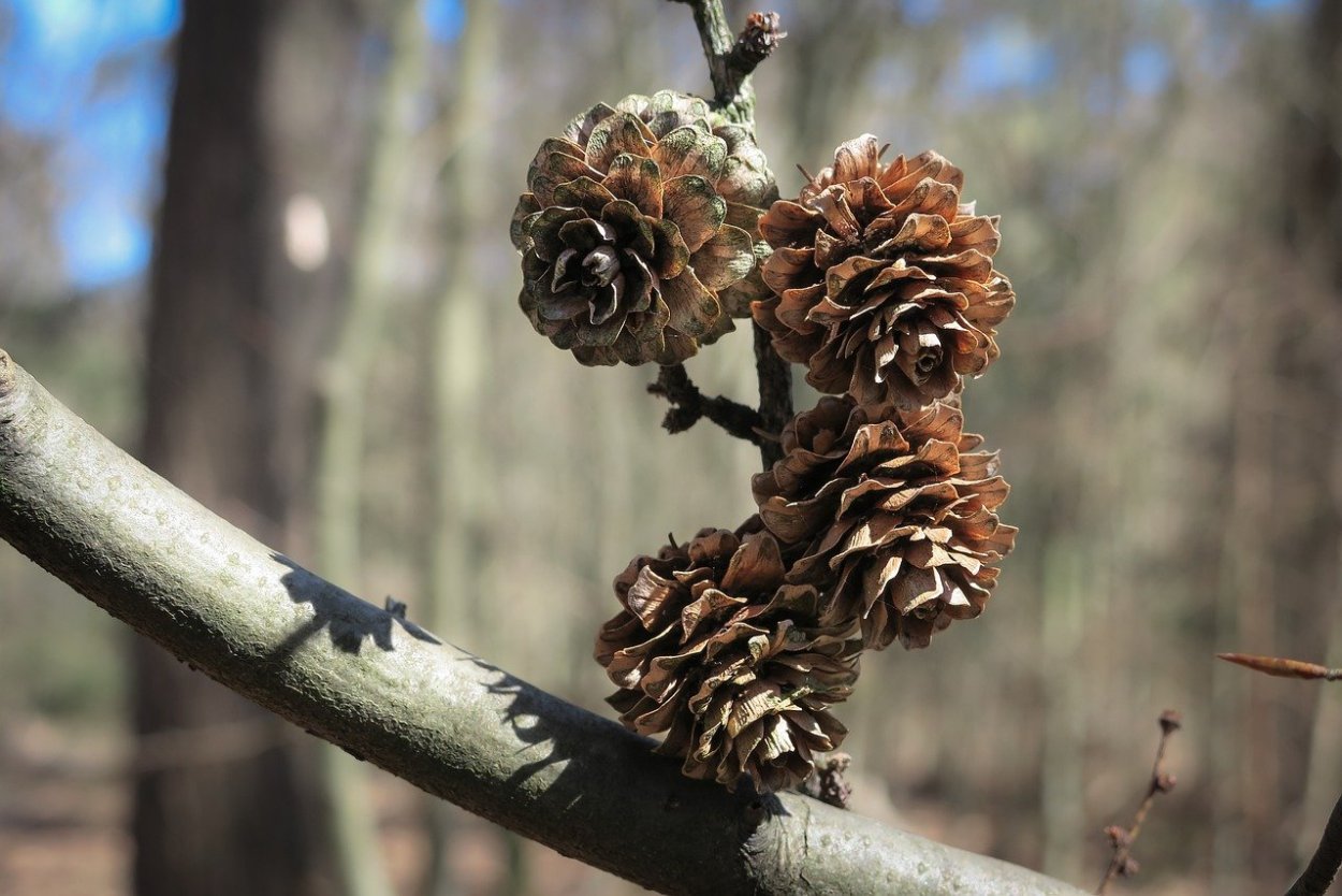 Шишки амбрового дерева