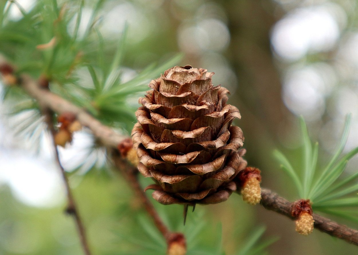 Лиственница Лайэля