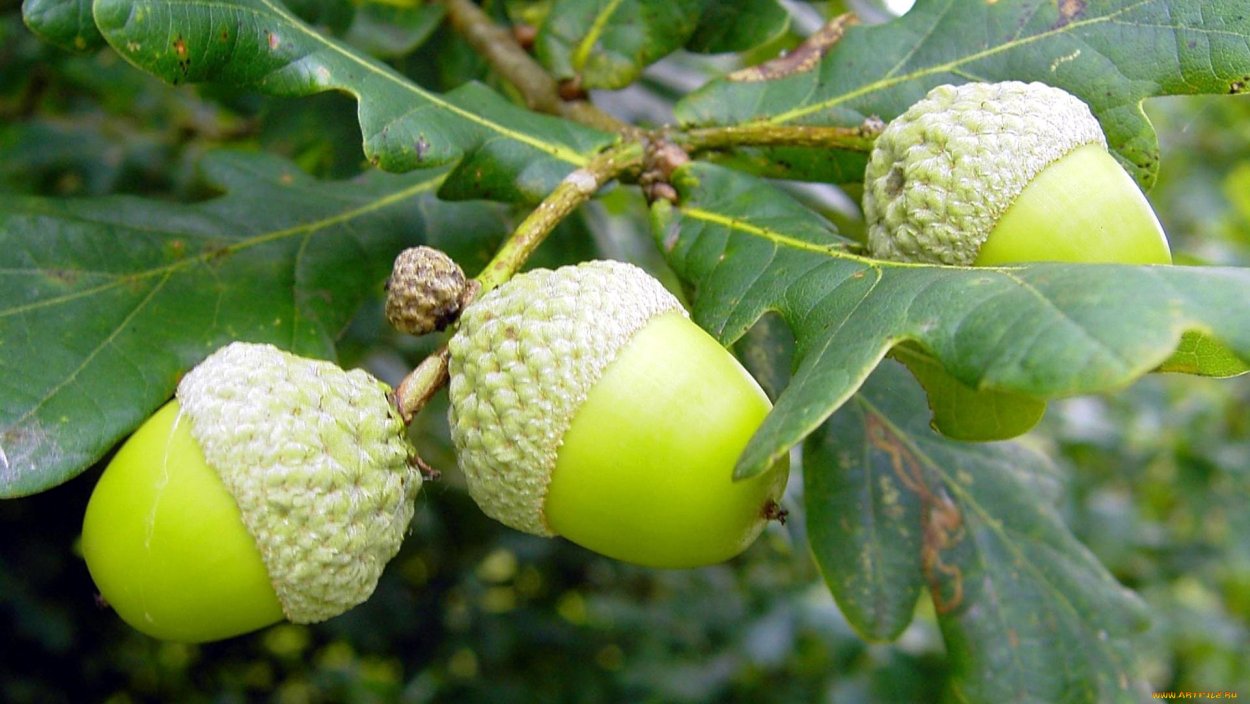 Сосновые шишки НЕРАСКРЫВШИЕСЯ