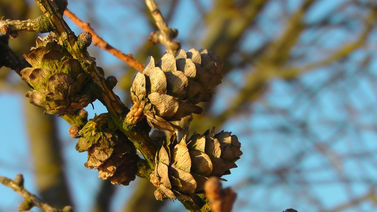 Дерево с шишками