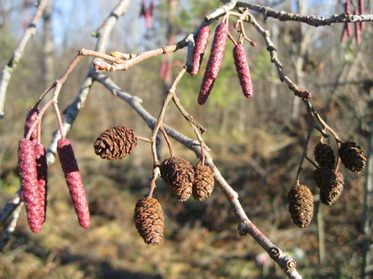 Дерево с шишками