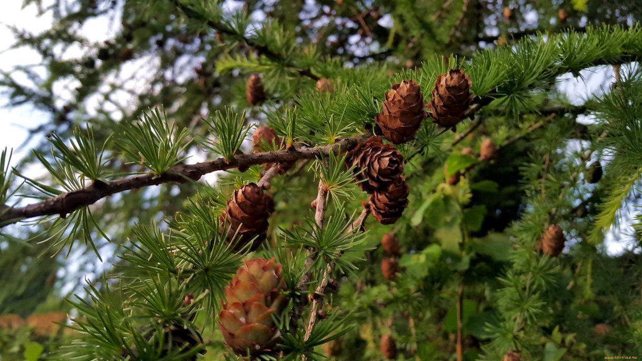 Лиственница дерево шишки