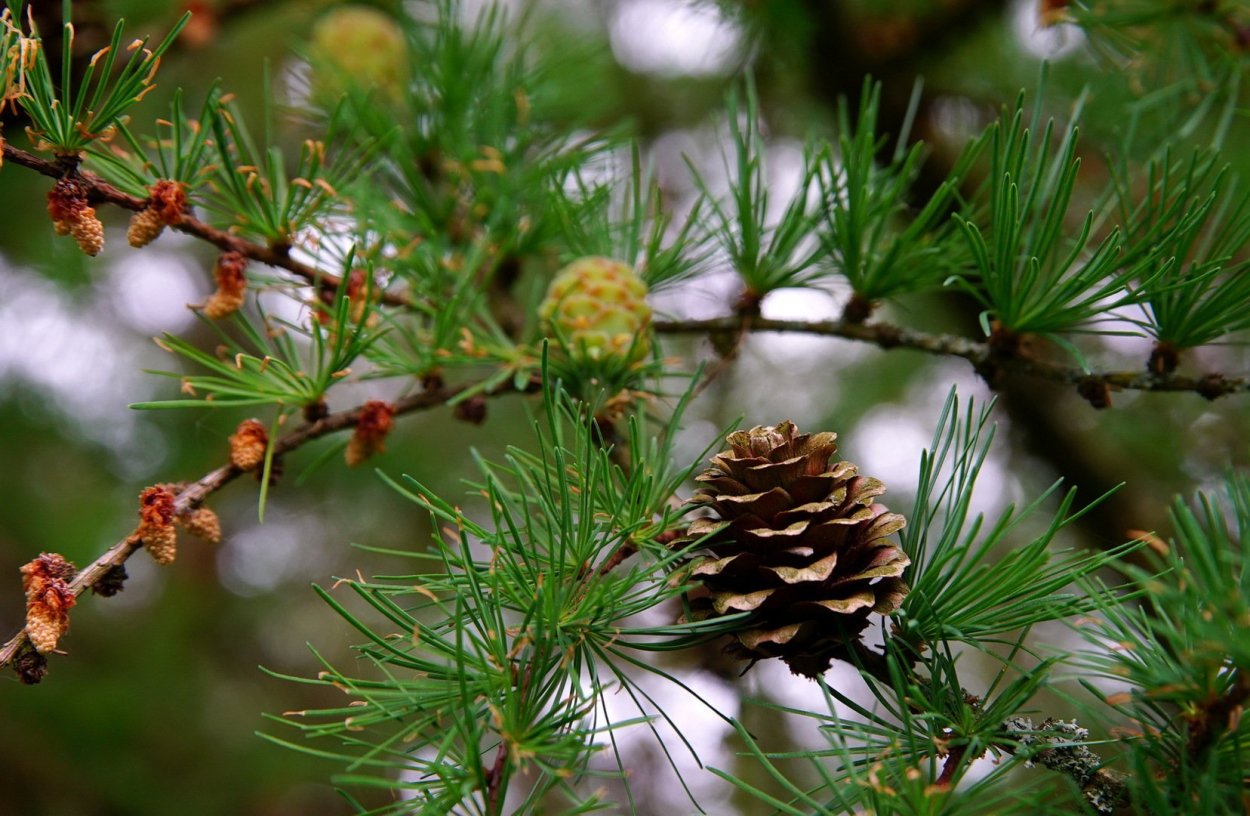 Шишечки лиственницы