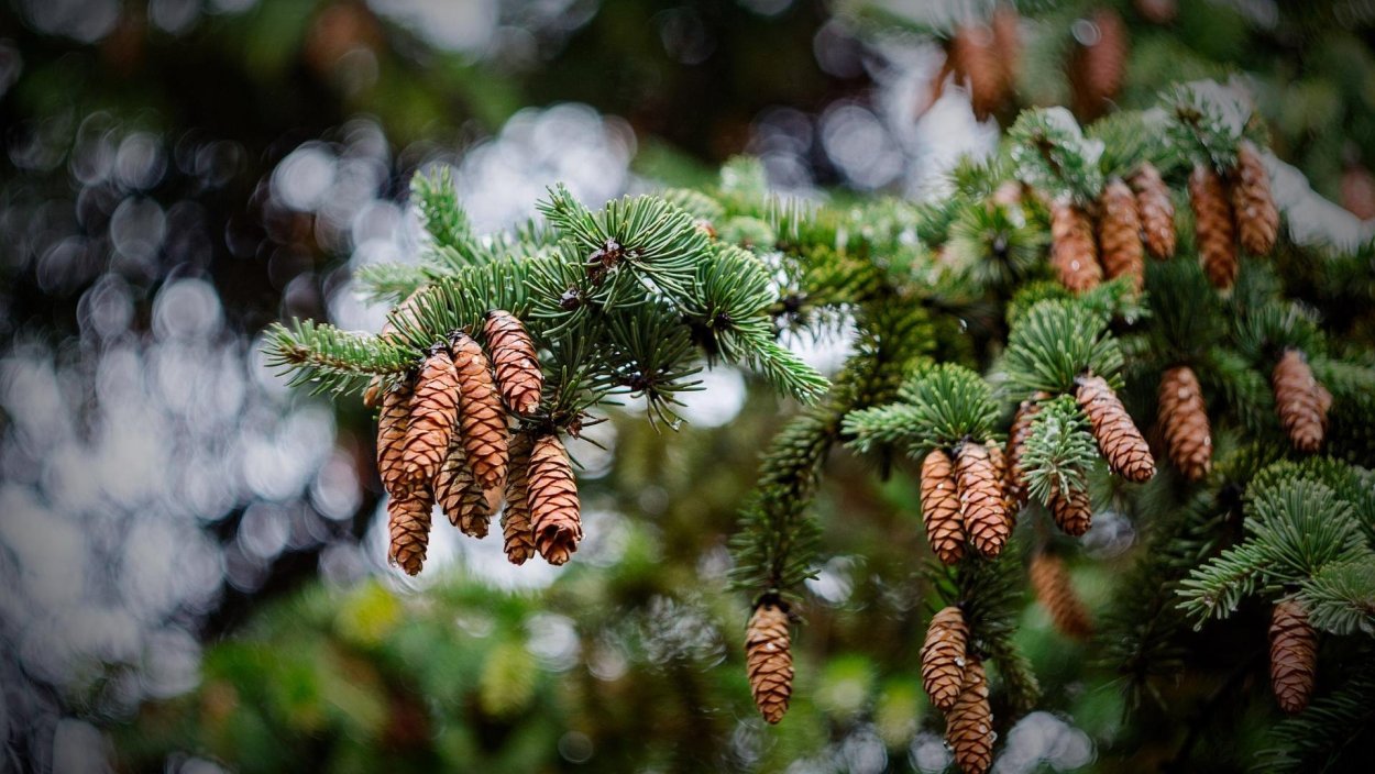 Стилизация хвойных деревьев