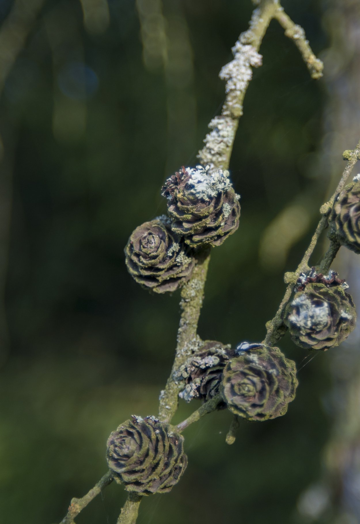 Разновидности шишек