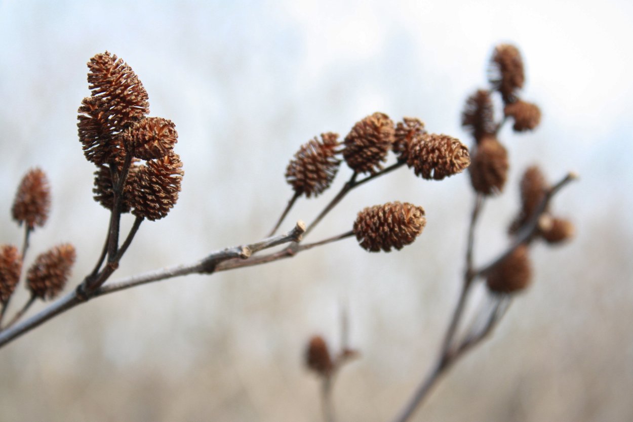 Лиственница дерево шишки