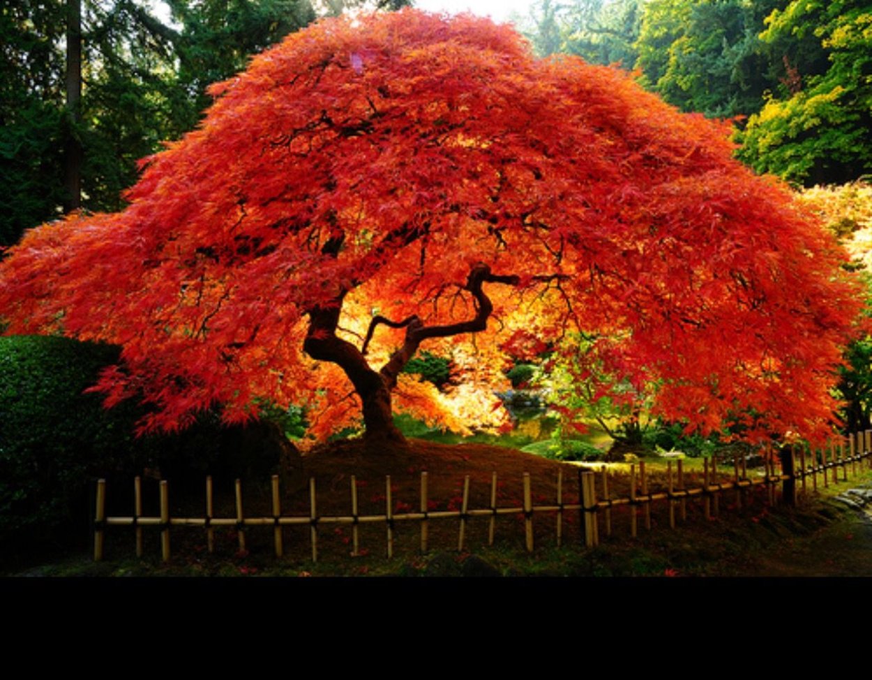 Клен японский веерный Acer palmatum