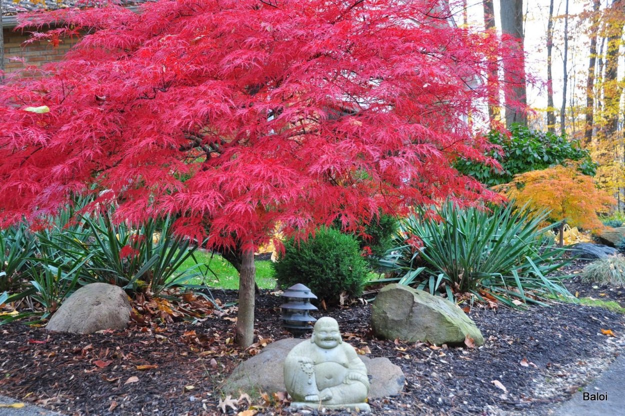 Японский красный клен бонсай