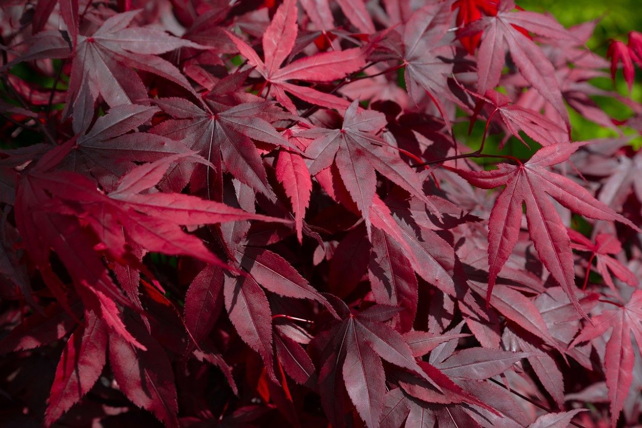 Бонсай Acer palmatum