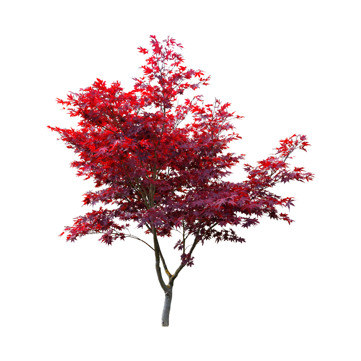 Клён Оливера