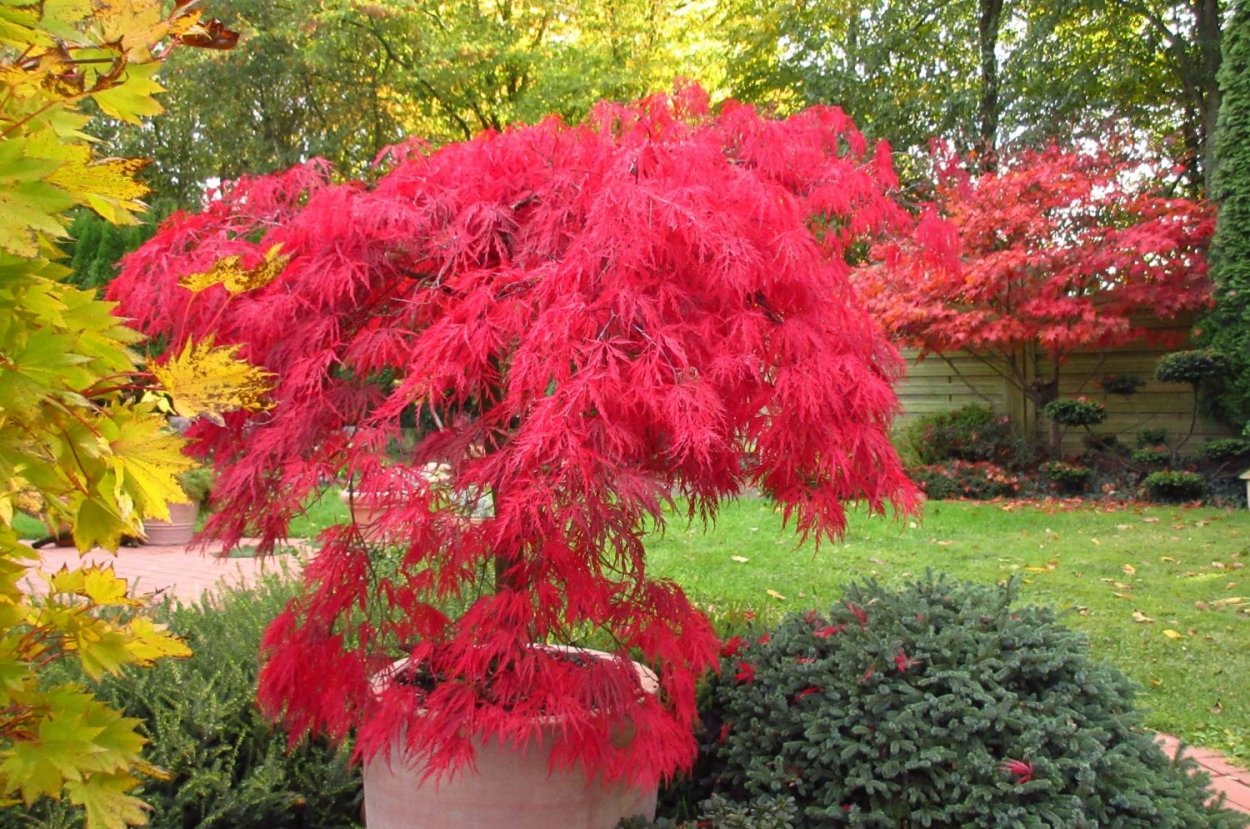 Клен китайский красный карликовый