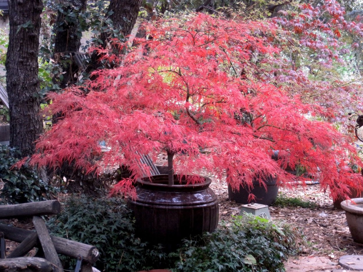 Японский клен Acer palmatum