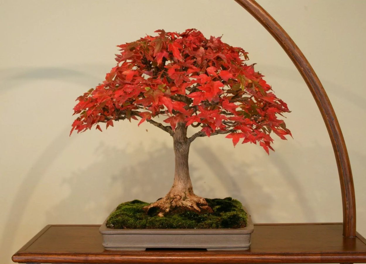 Бонсай Acer palmatum