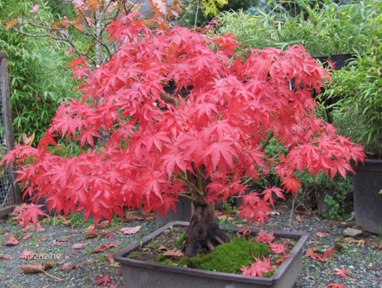 Acer palmatum Atropurpureum бонсай