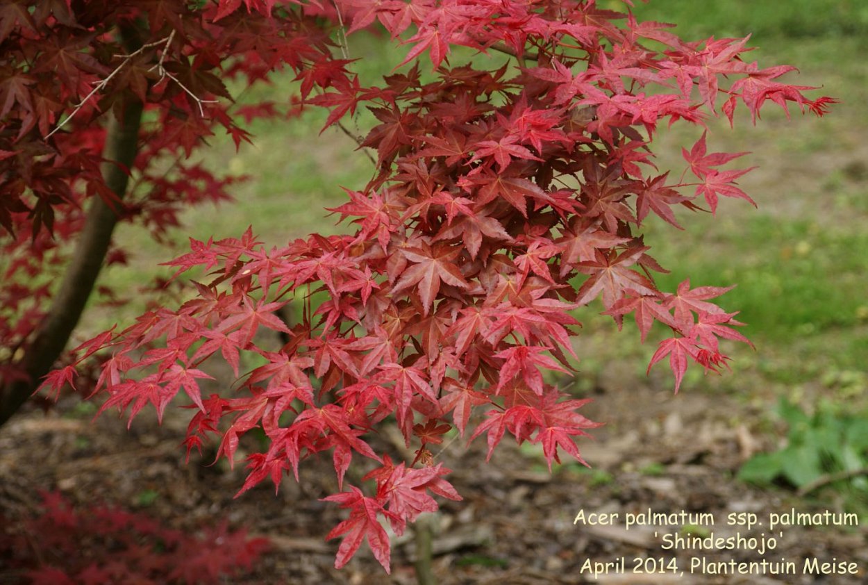 Клен Гиннала в ландшафтном