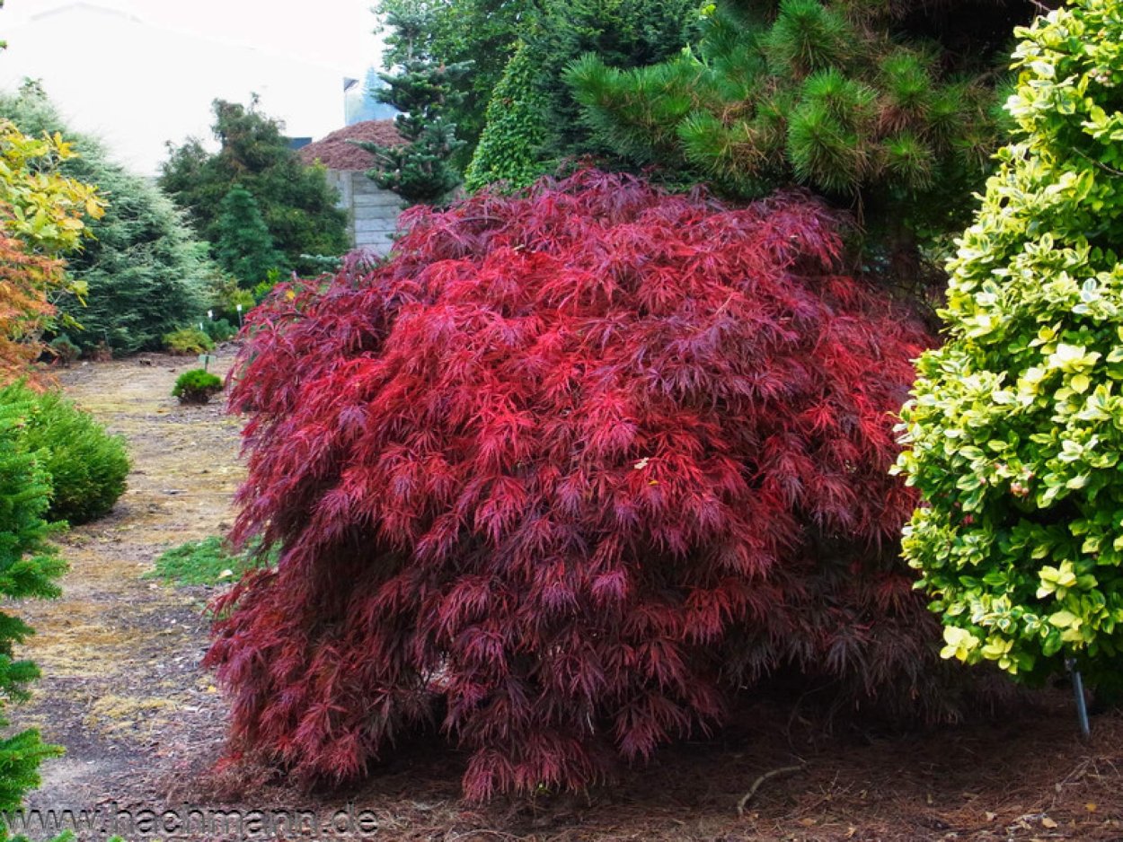 Acer palmatum Atropurpureum бонсай