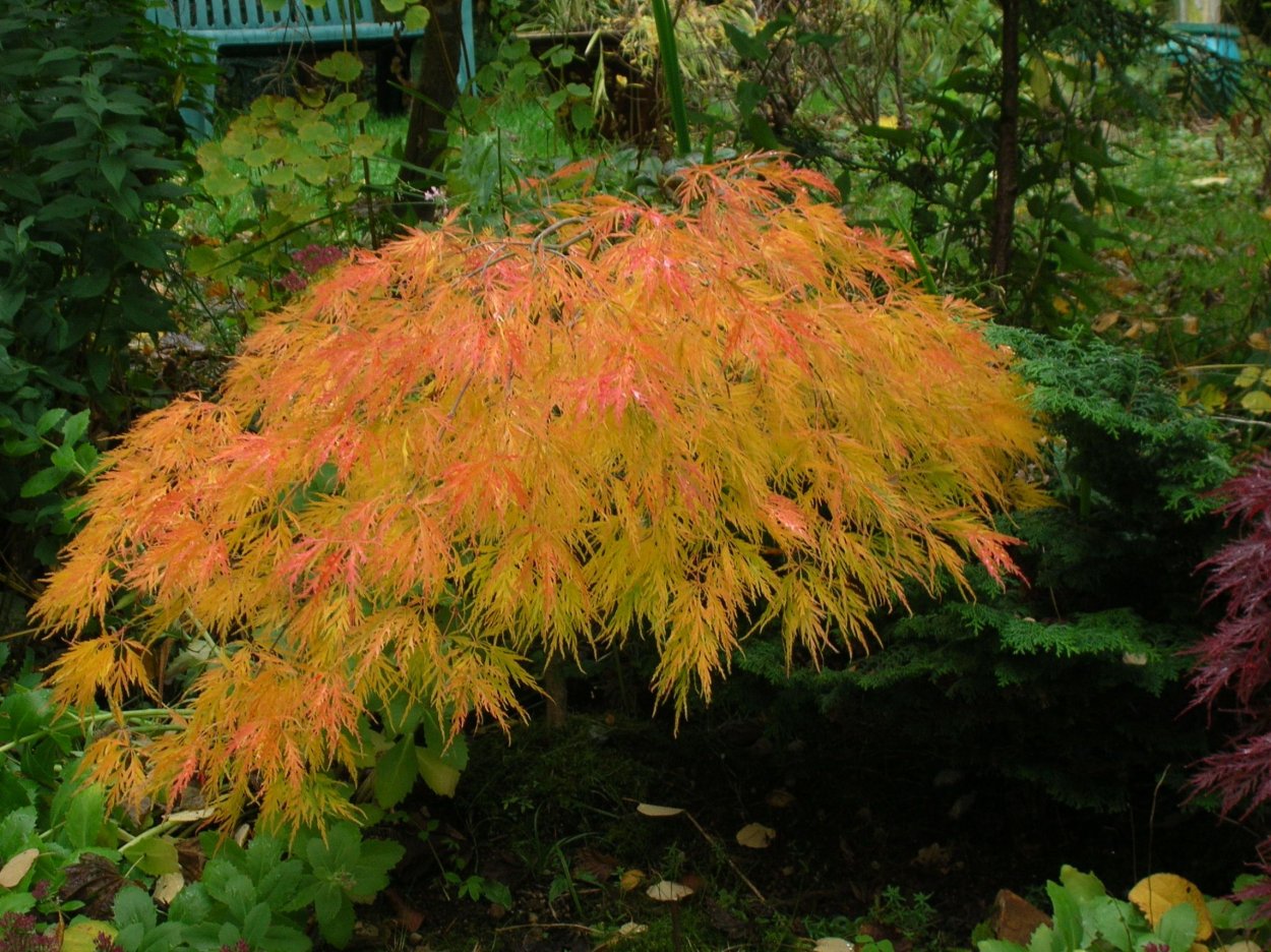 Японский клен дерево
