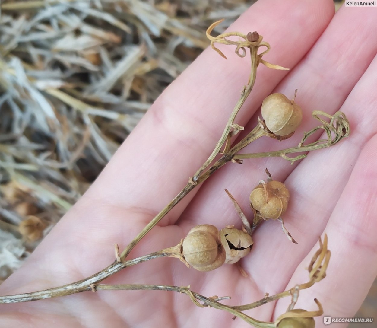 Хазор испанд трава