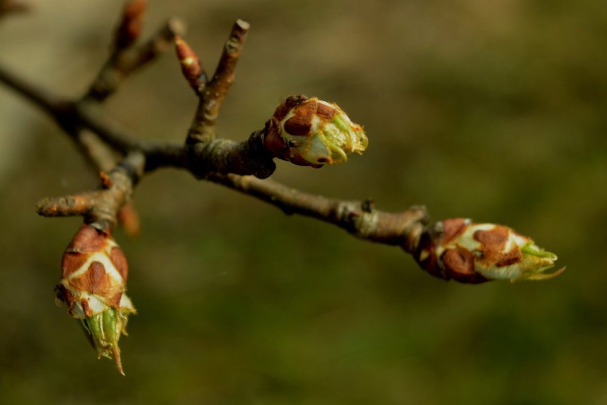 Молодые побеги