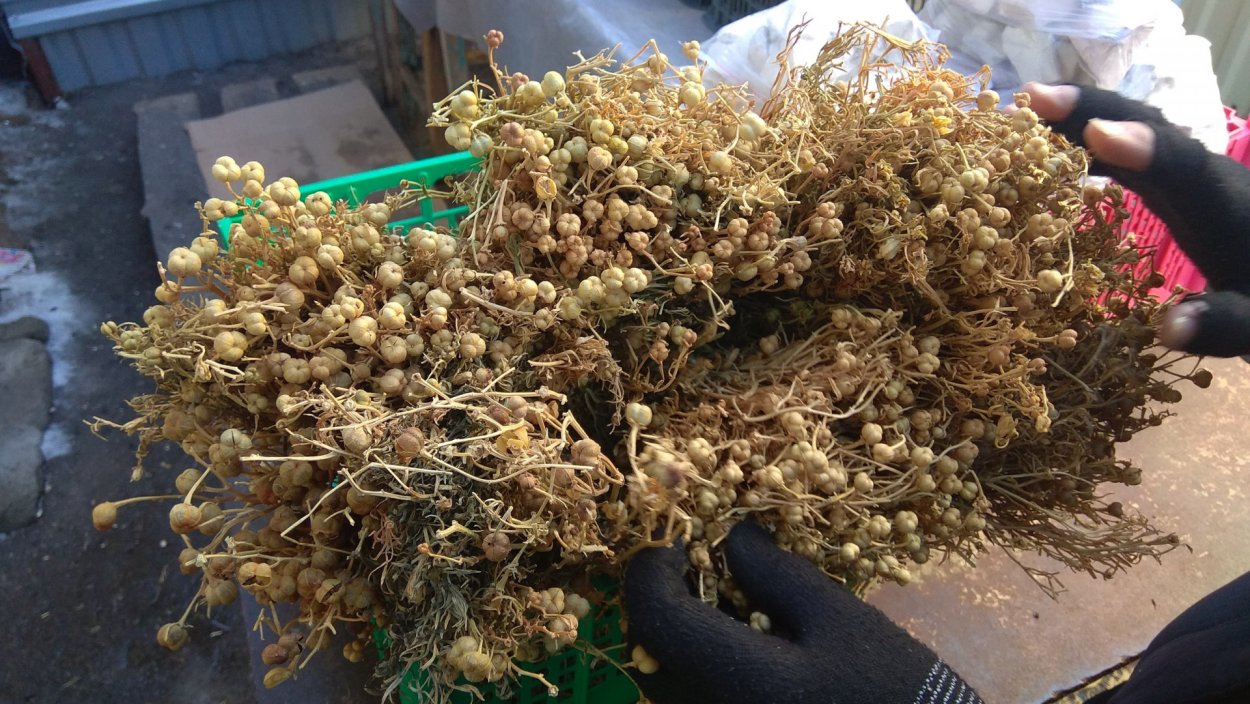 Багульник окуривание помещения