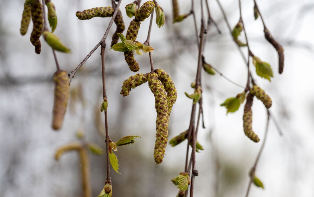 Побег березы