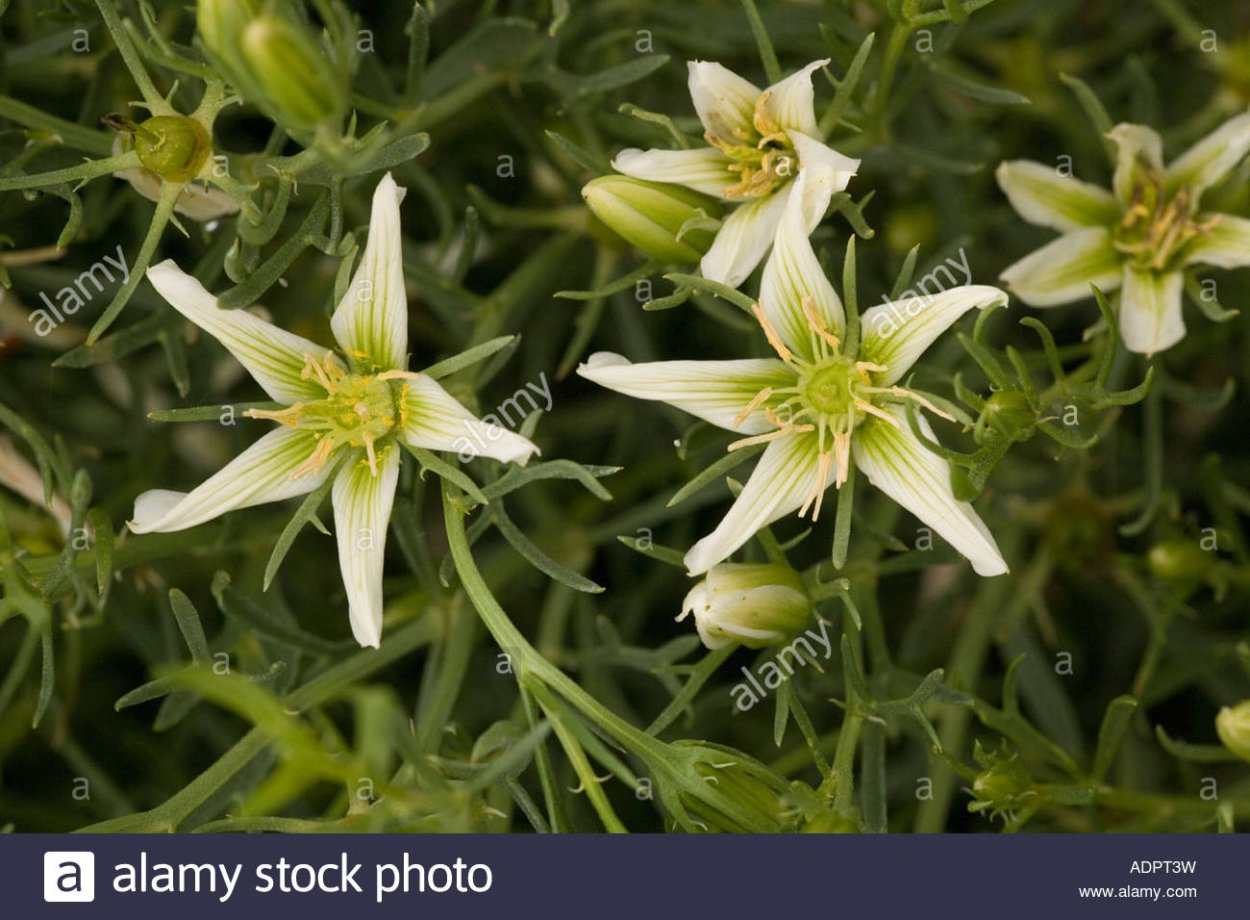 Гармала обыкновенная могильник