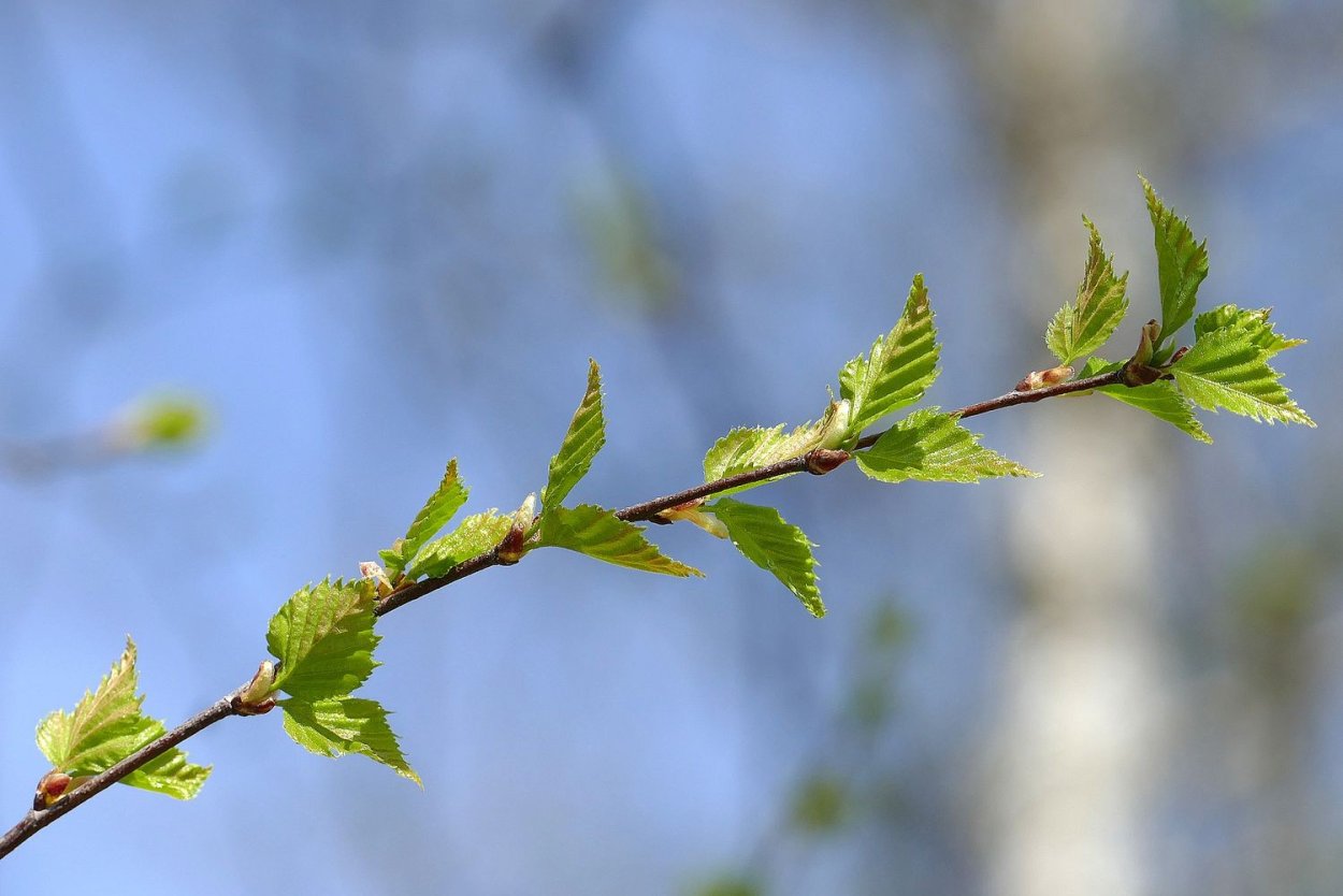 Ветка березы с почками