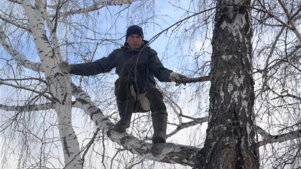 Строение побега вишни