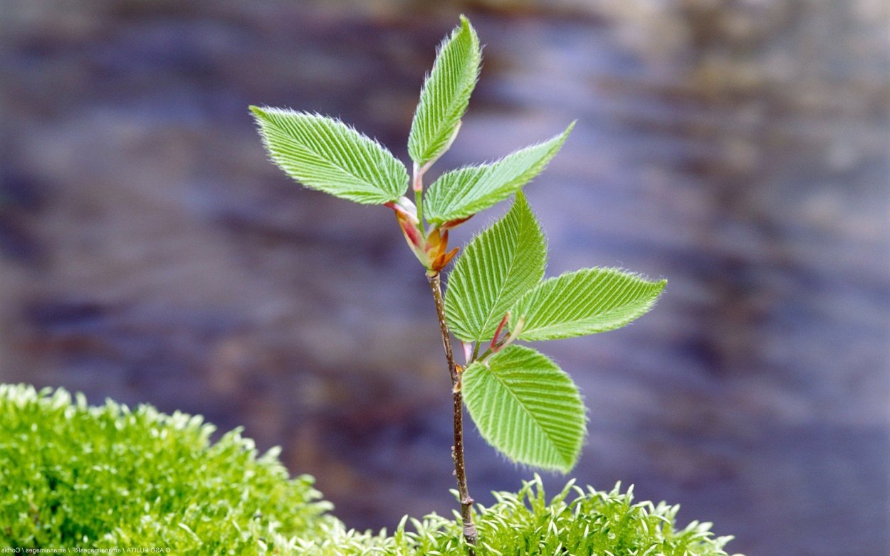 Береза повислая побег