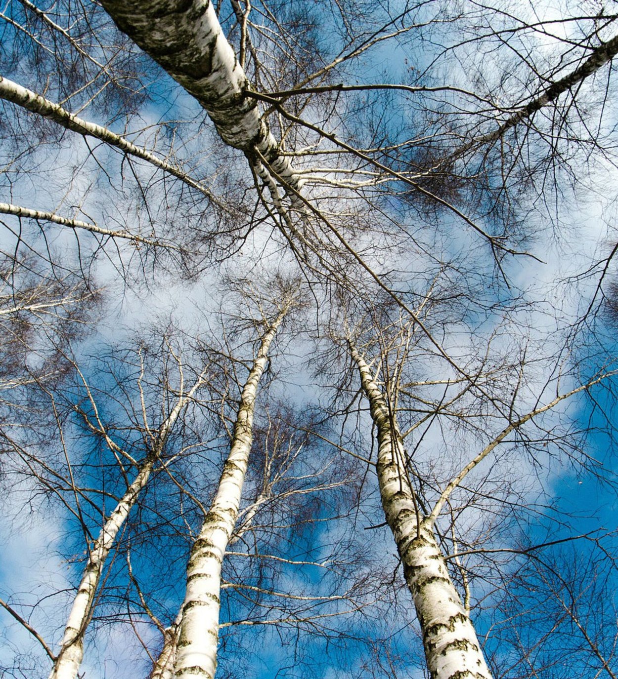 Березовый ствол