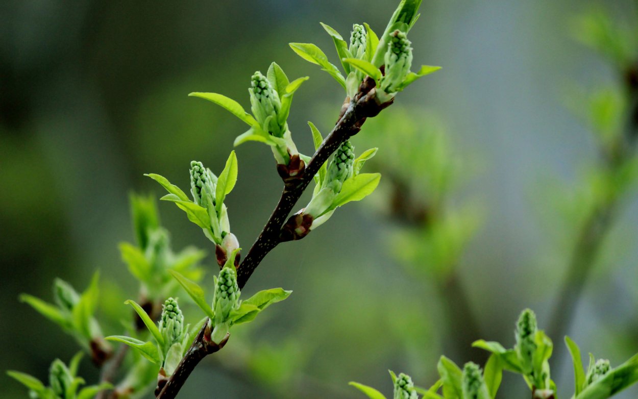 Побег дерева
