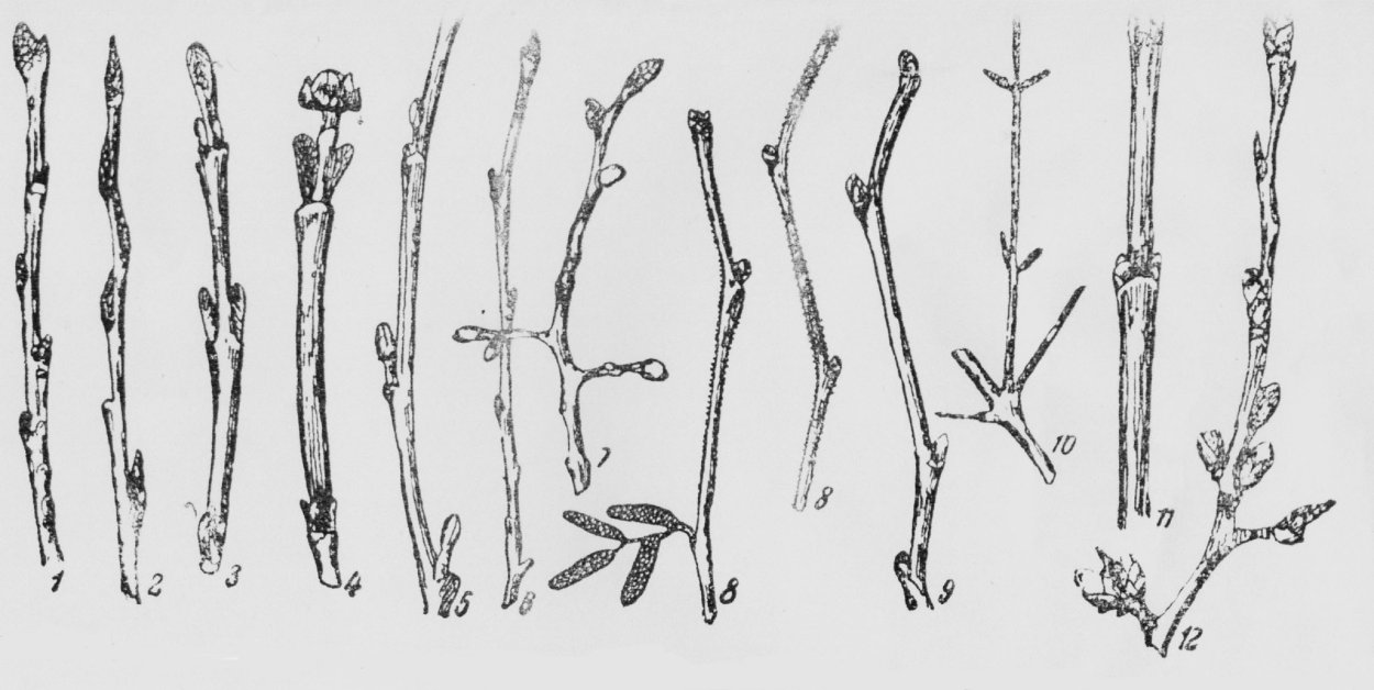 Распускание берёзовых почек