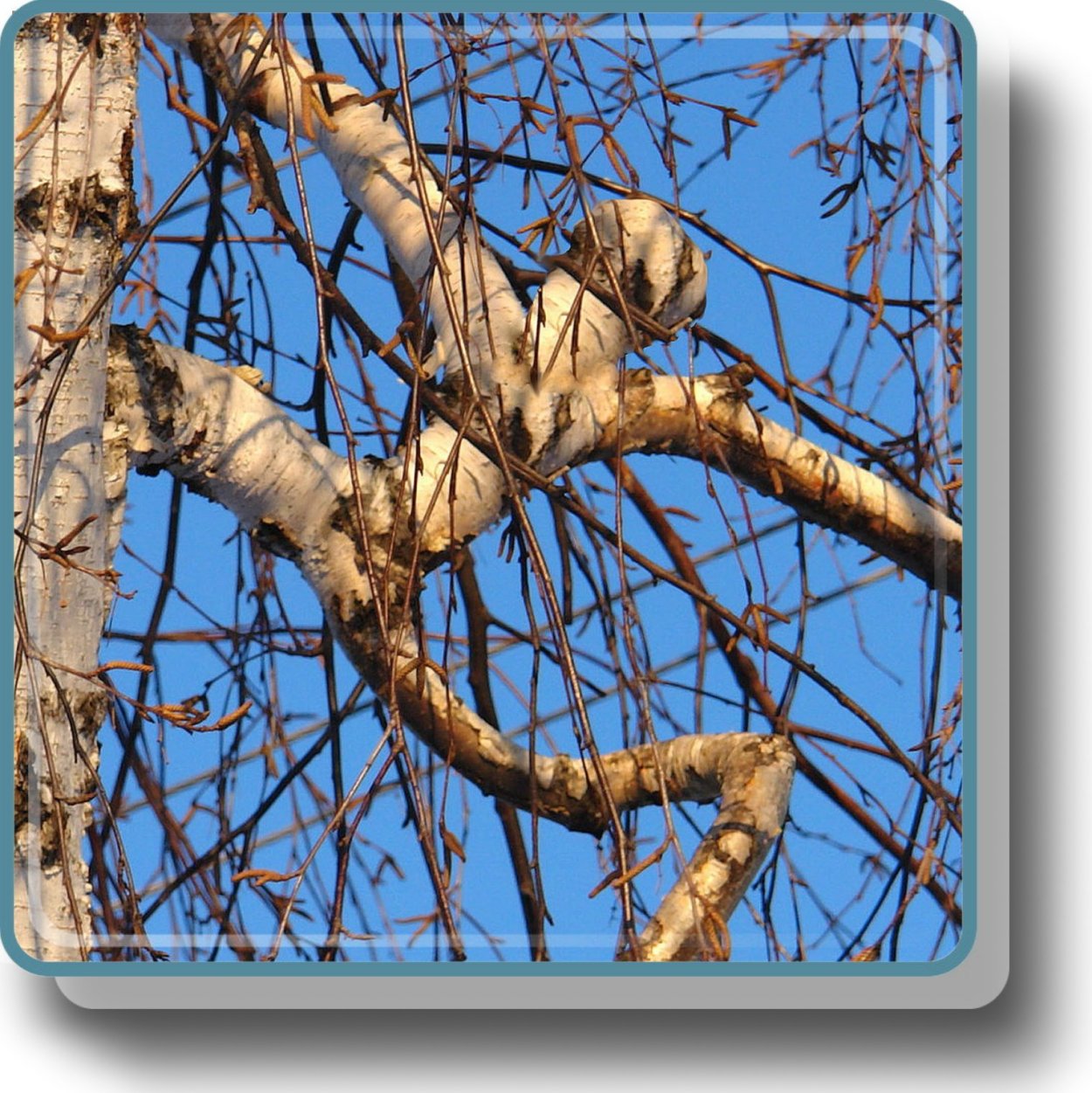 Береза повислая почки