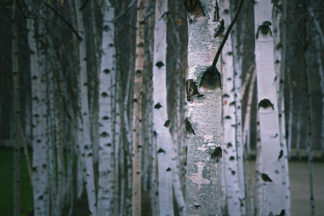 Как выглядит дерево весной