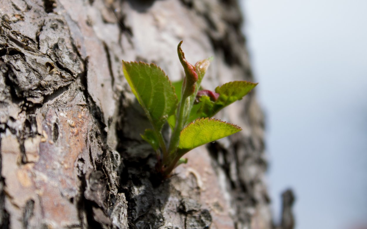 Распускание почек березы