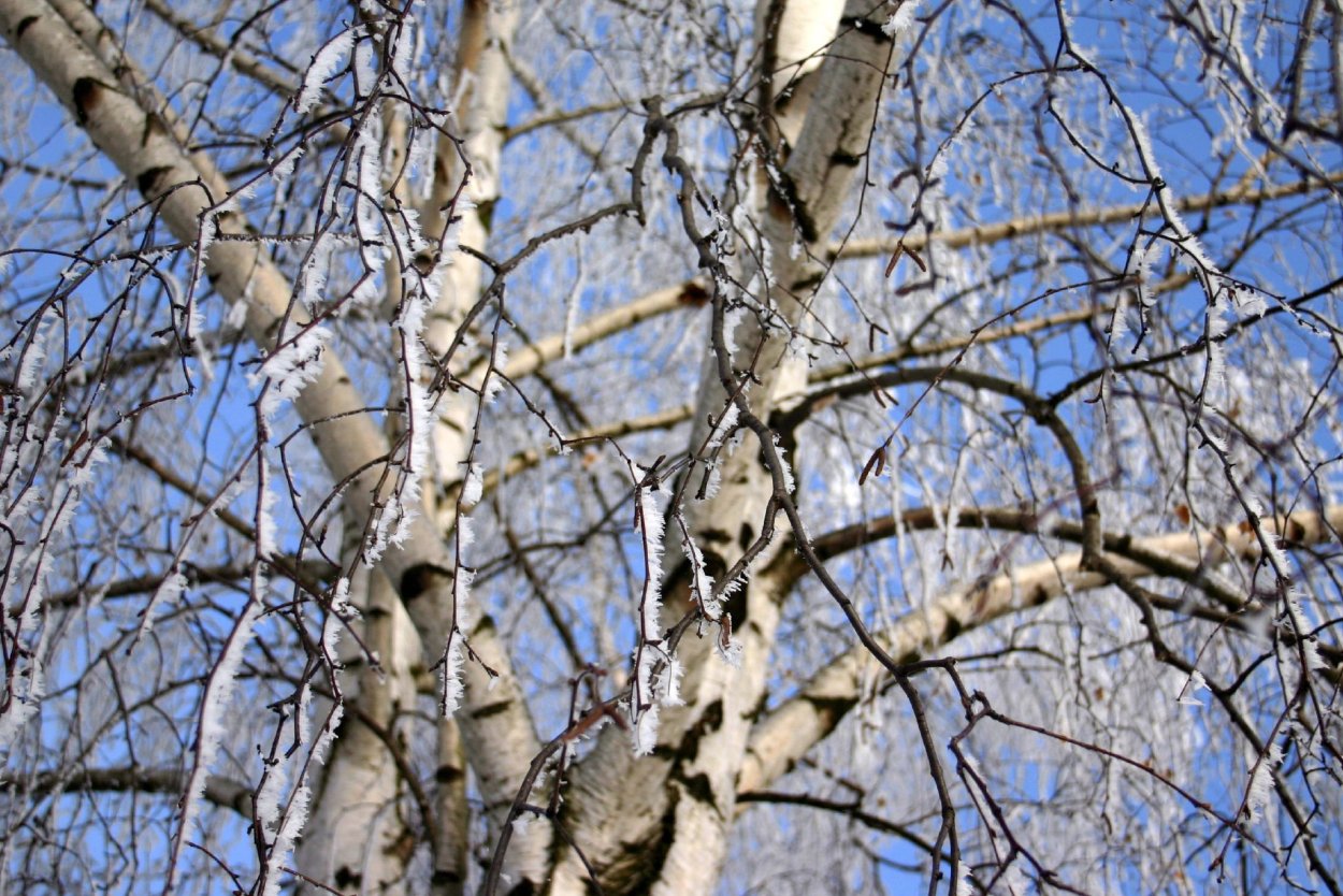 Береза повислая побег
