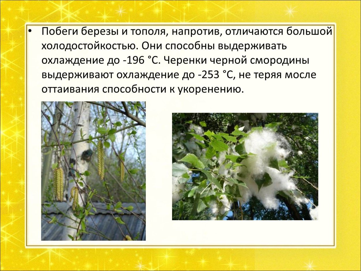 Обои с березами на стену в рулонах