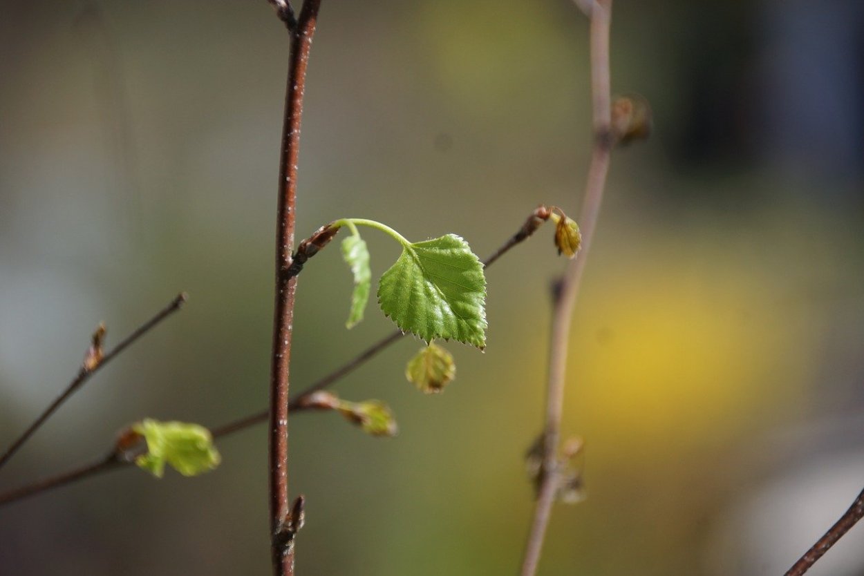 Самая Старая береза
