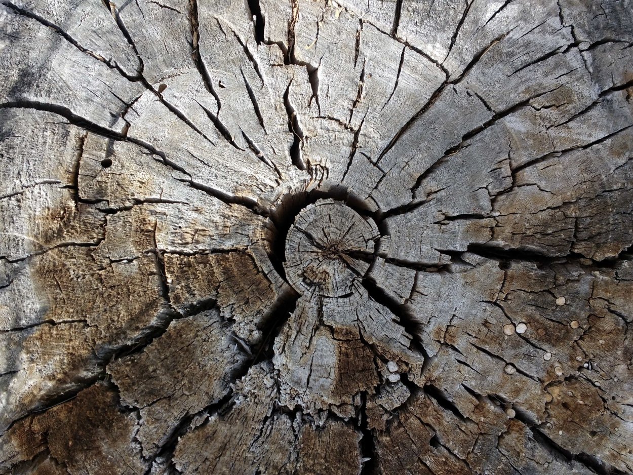 Кора старого дерева
