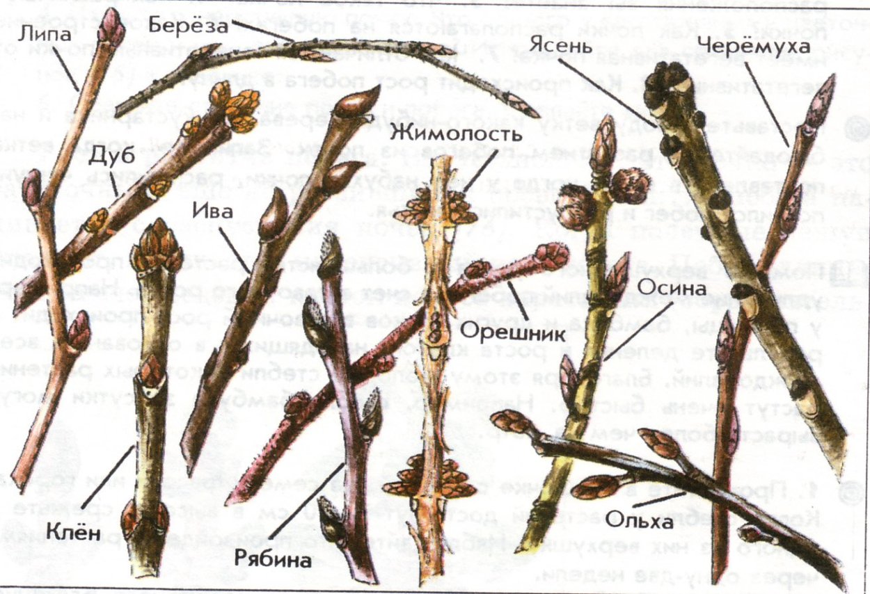 Ьерезеза символ России