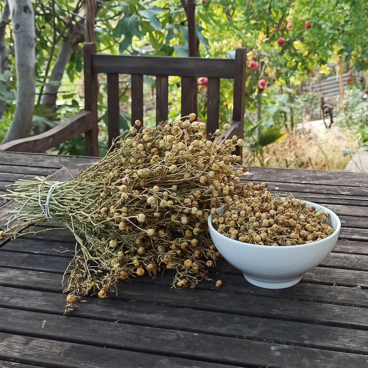 Исрык трава