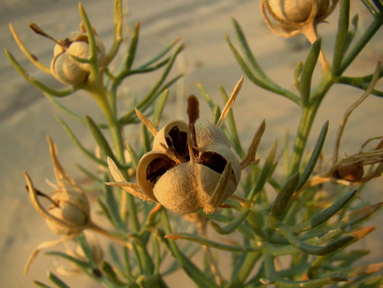 Гармала ВЕДЬМИНА трава