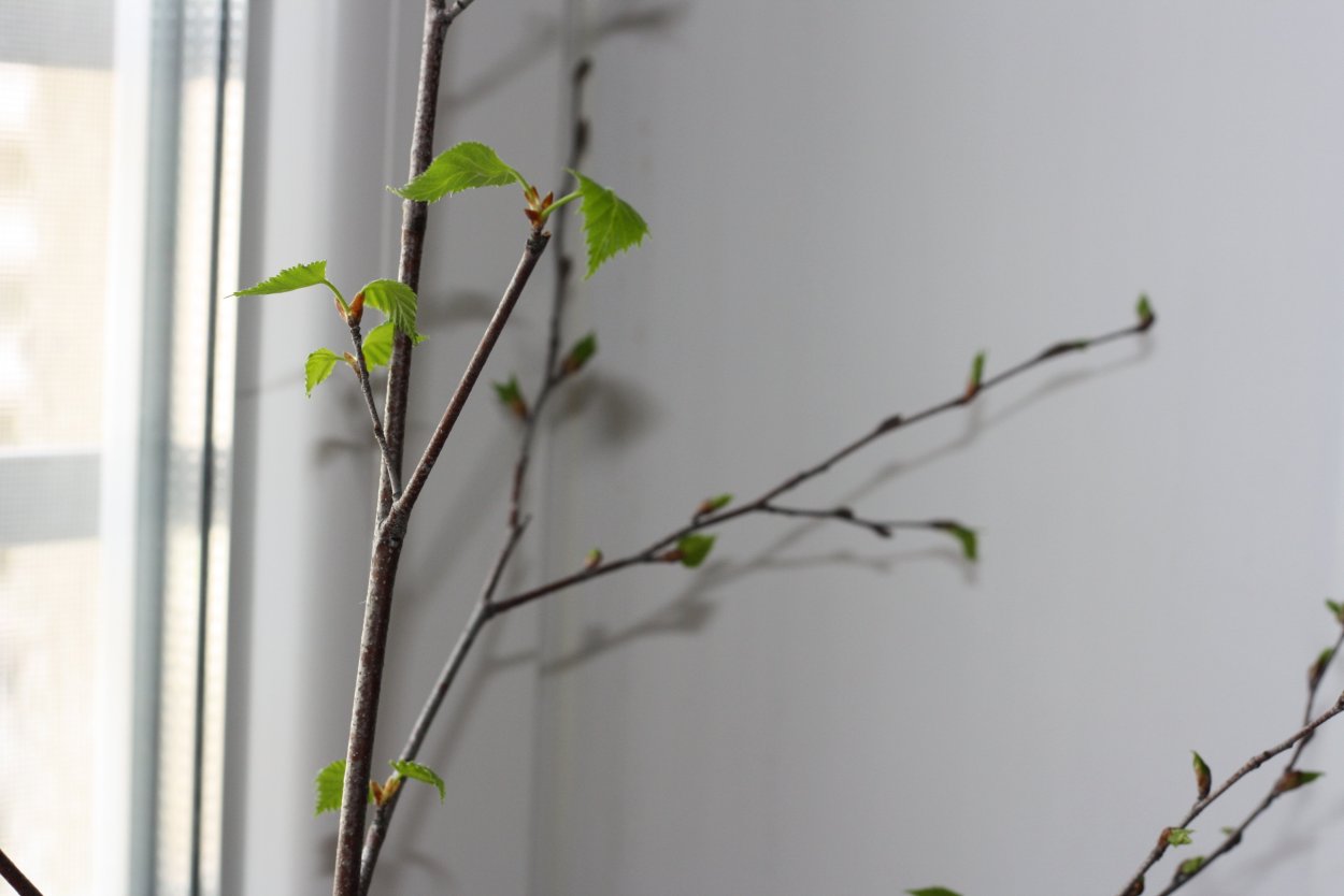 Береза смолистые почки