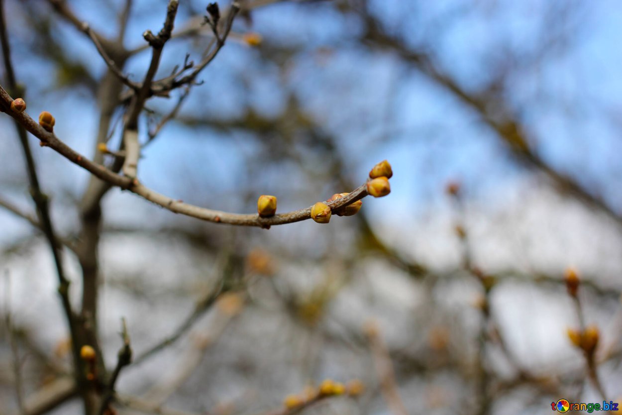 Ветка березы с почками