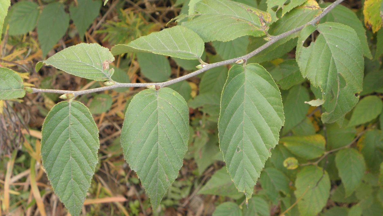 Липа распускание листьев