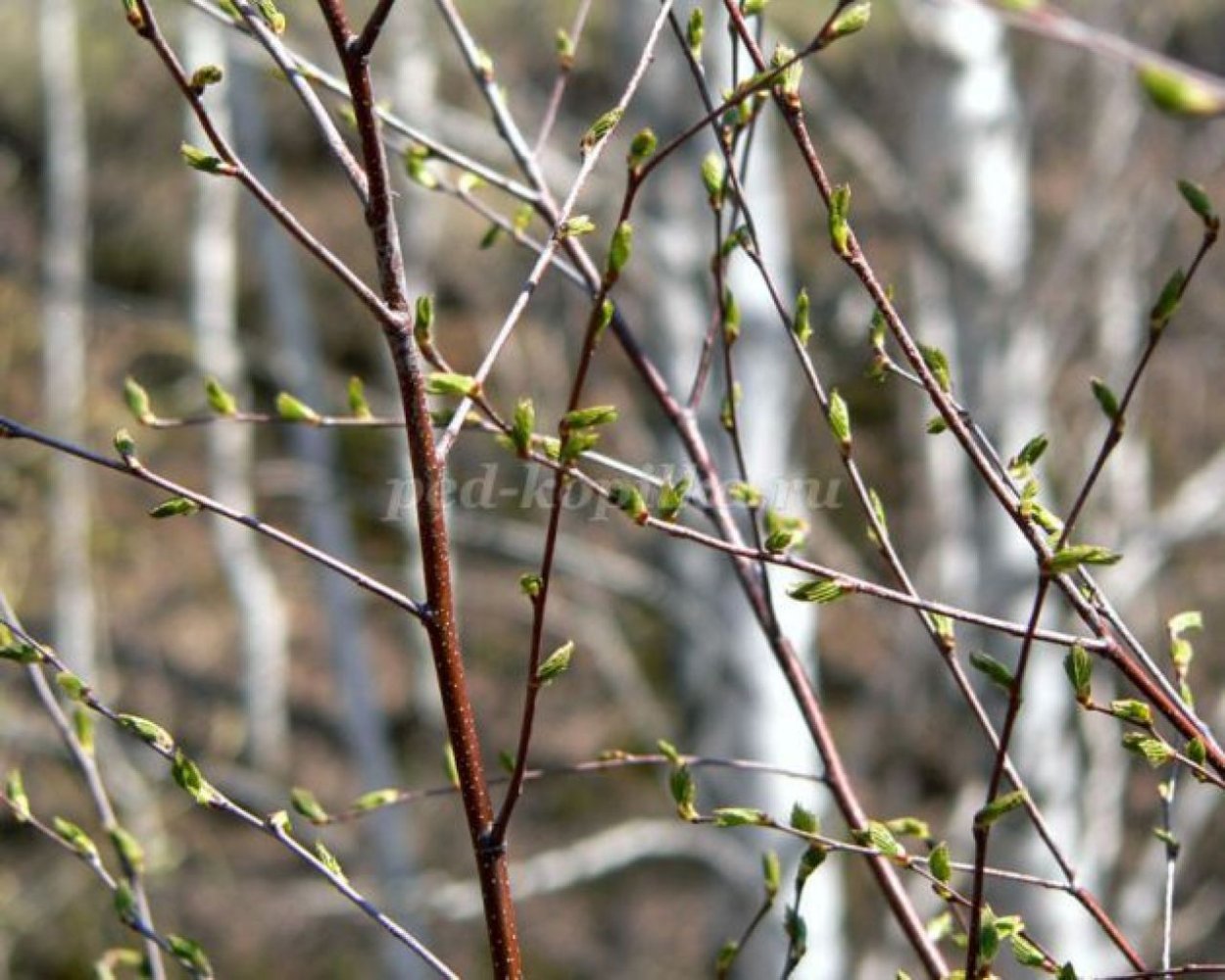 Ствол березы черно белый