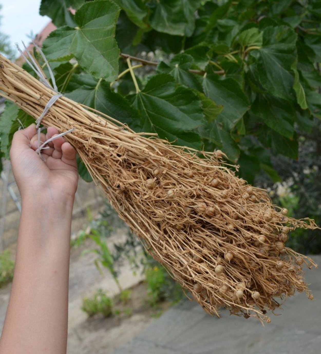 Дикая рута, гармала