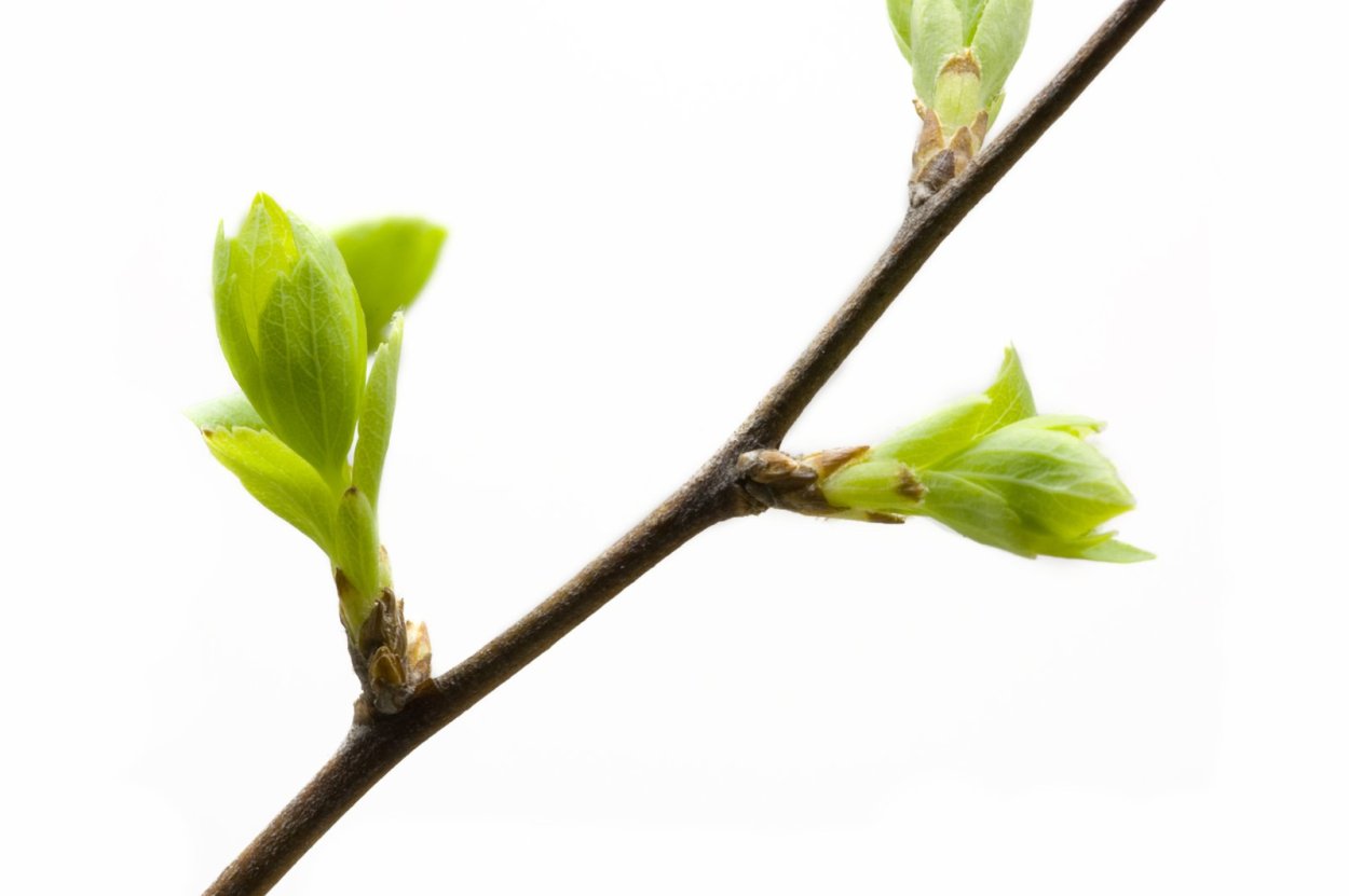 Побег березы с почками