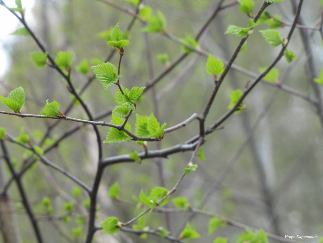 Береза пушистая летом
