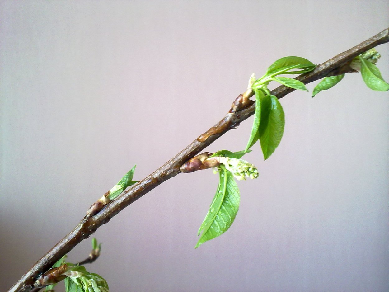 Березовые бруньки лето